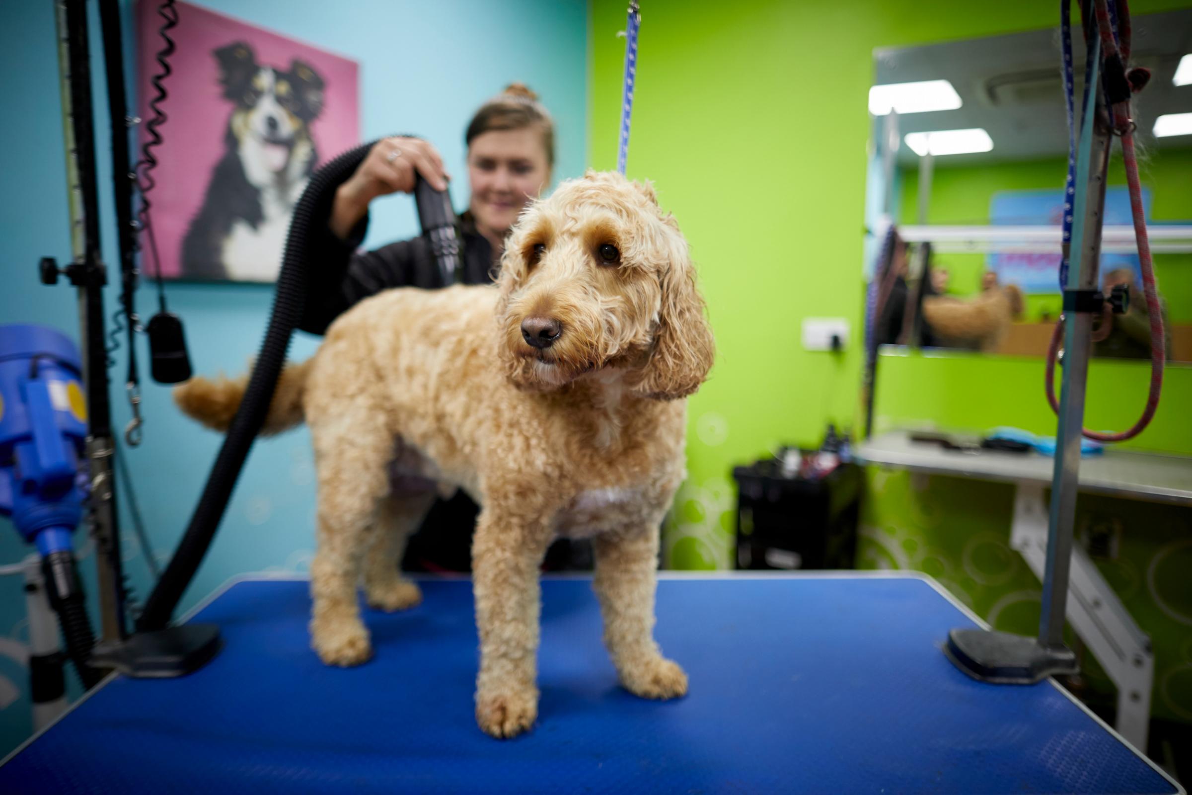 pets at home groom room
